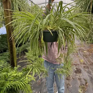 Extra Large Spider Plant - Green Leafy Plant - 8” Hanging Basket