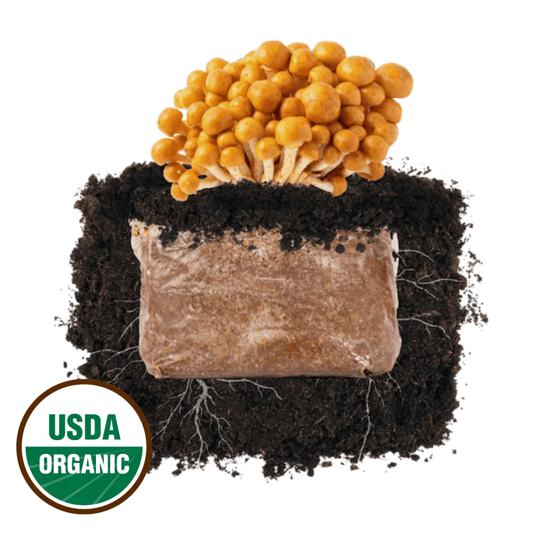 Nameko 'Plant & Grow' Mushroom Starter Block