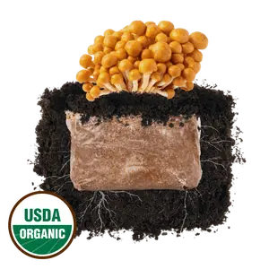 Nameko 'Plant & Grow' Mushroom Starter Block