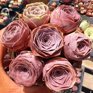 Mountain Rose Succulent - Rose-shaped leaves, easy to care for, suitable for tabletop and indoor shelves