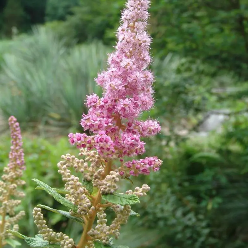 Steeplebush