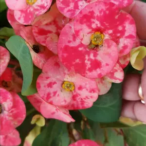 Crown of Thorns Euphorbia Plant cactus Rooted, euphorbia, pink marble 12" tall