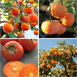 50Pcs Persimmon Seed for Planting Non GMO  Heirloom Seeds