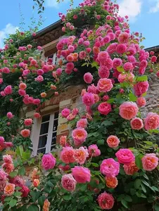 300pcs Climbing Rose Seeds for Outdoor Planting – Vibrant Ornamental Flowers for Family Garden Decoration