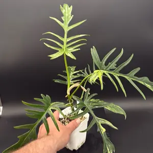 “Fishbone” Tortum x Florida hybrid philodendron variegated 4” rare plant - “Gabriel”
