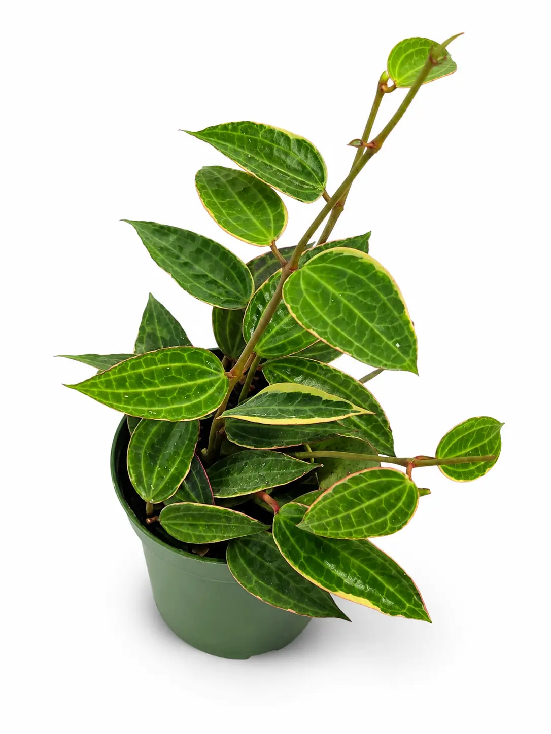 Hoya Macrophylla, Trailing Live Plant, Tropical Houseplant, Medium Light