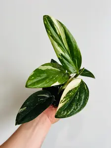 Monstera Standleyana Albo - 4" Pot