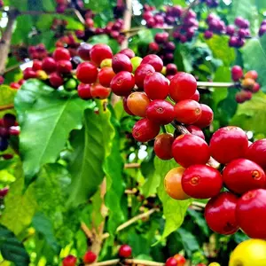 10 "HAWAIIAN KONA" COFFEE BEAN SEEDS (Coffea arabica) Mountain Plant Tree RARE Seeds!