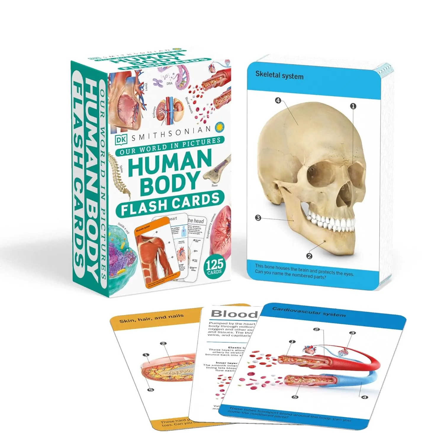 Our World in Pictures Visual Learning Set of the Human Body Anatomy Flash Cards with Detailed Pictures