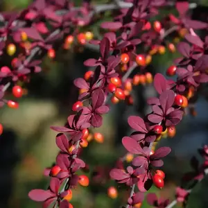 Japanese Barberry Thunbergii Red Thunberg's Berberis Seeds 5 Pack x 15 Seeds Hardy Drought-Tolerant Garden