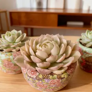 Echeveria 'Onslow' Variegated（3-3.5 ）  Fresh Green Succulent – Single Head, Live Bare Root Plant for Home & Holiday Decor Bonsai