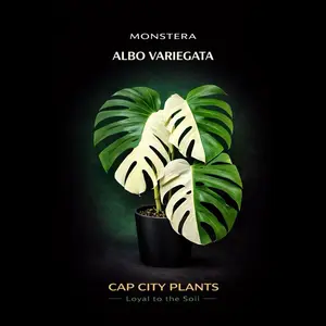 Monstera Albo Tissue Culture