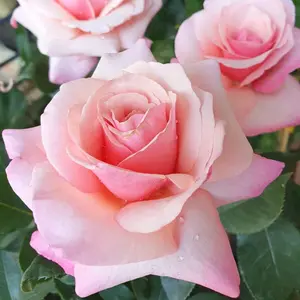 Lady Rose Plant Live, Hybrid Tea Rose Bush Live Plant, Fragrant Rose Flowers, Pink Rose Live Plant Ready to Plant Outdoor