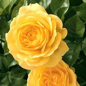 100pcsHeirloom Yellow Rose Garden Seeds: Premium Quality, Non-gmo Seeds for a Beautiful, Vibrant Garden