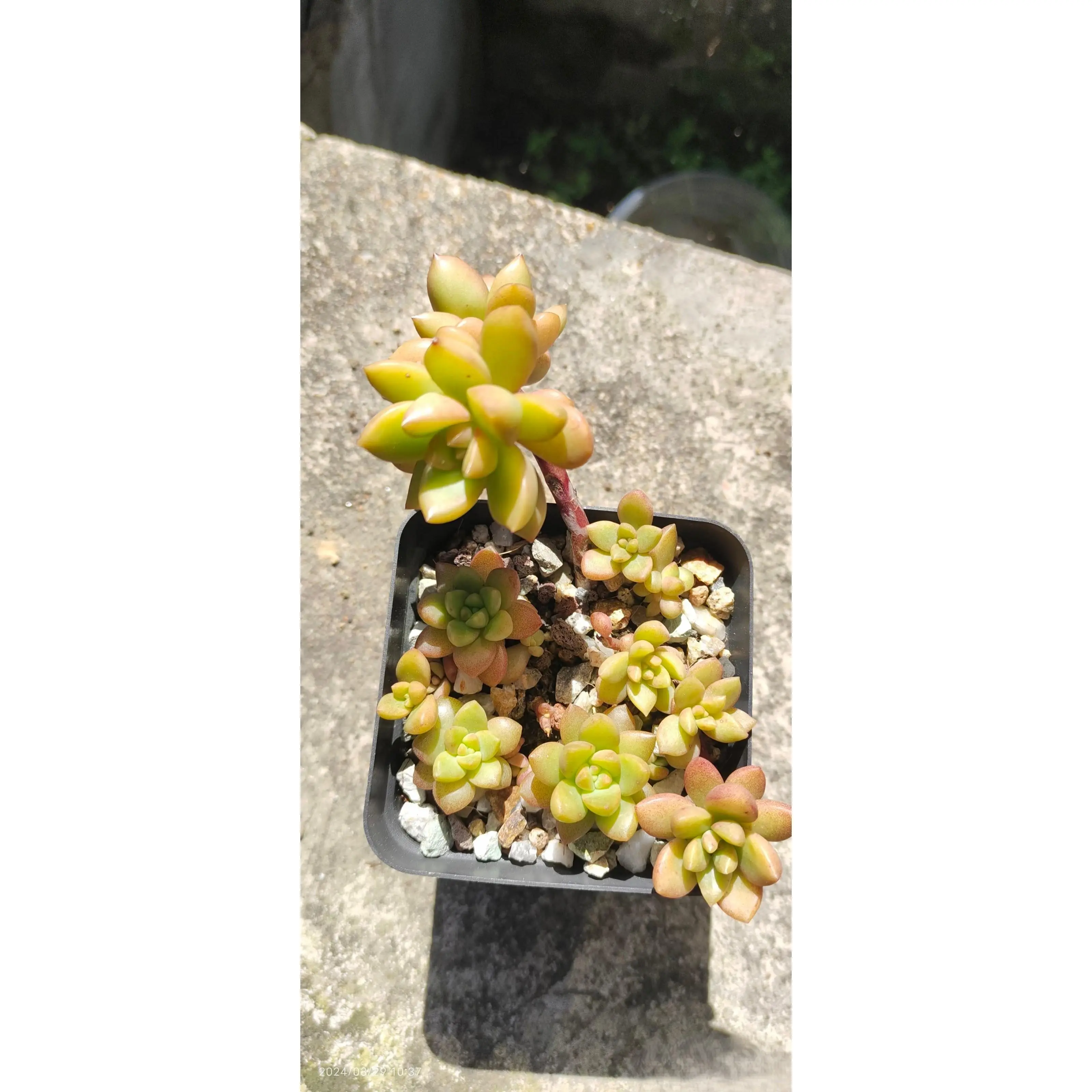 2"Live Succulent Golden Glow