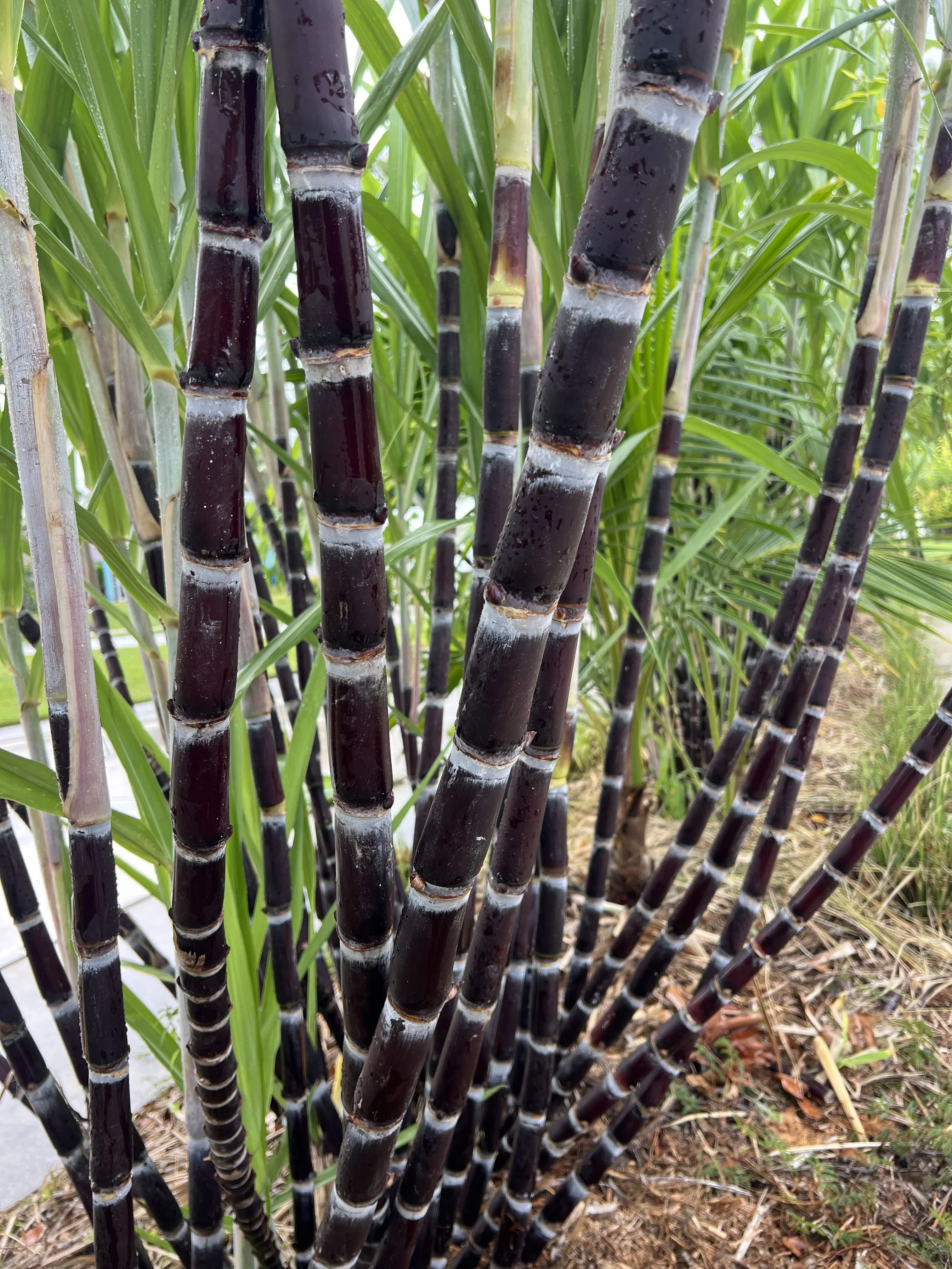 Thai Purple Sugarcane Cuttings