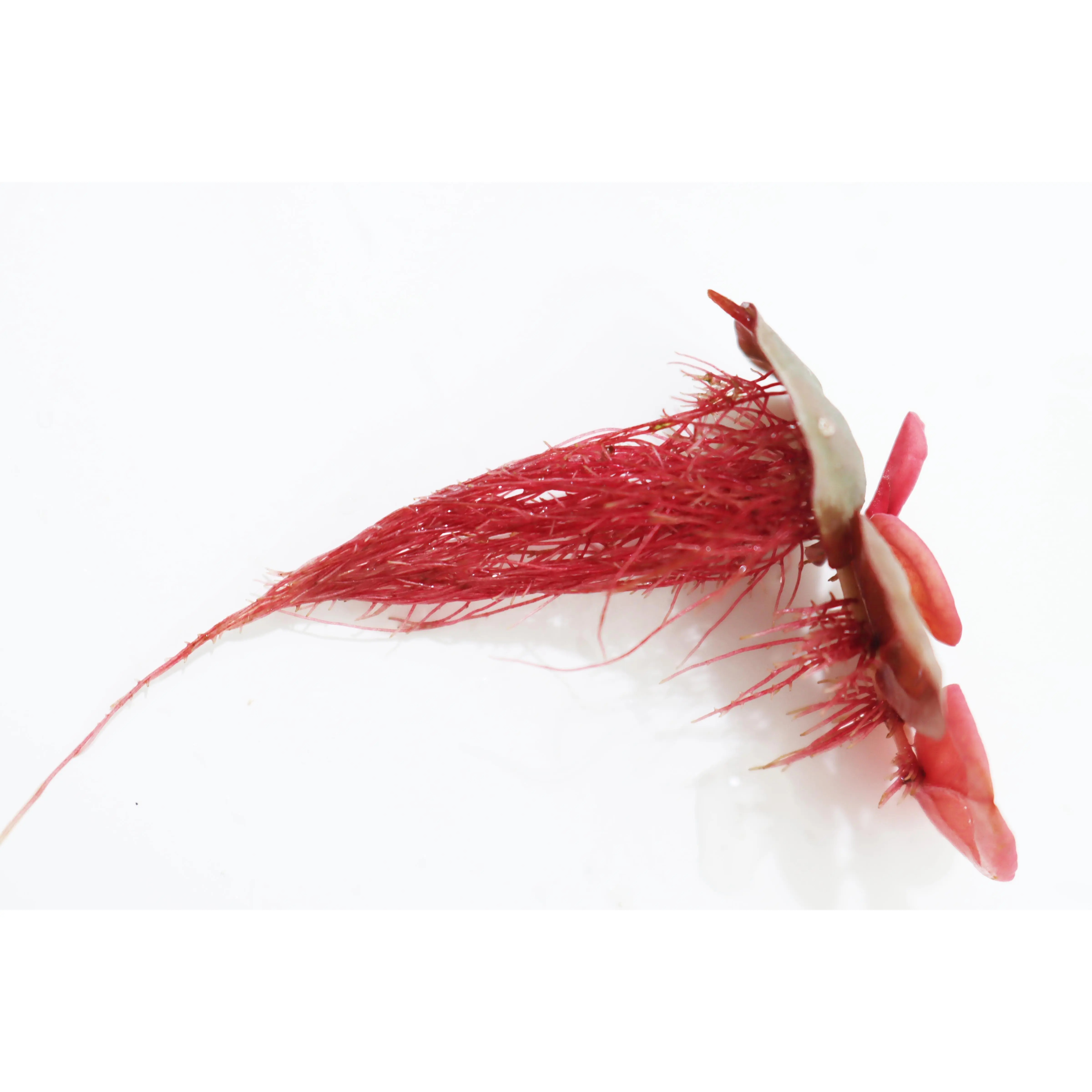 Red Root Floater (Wow Floating Plant) Phyllanthus Fluitans (GREEN/Red  ON TOP)