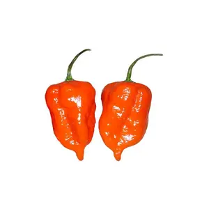 Habanero Orange Seeds