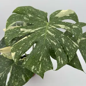 Xl Monstera Thai Constellation 6" pot- Variegated Houseplant with Unique Constellation-Like Patterns - Potted Indoor Plant for Living Rooms & Offices - Easy Care Tropical Feature