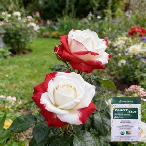 Red & White Rose Seeds | Beautiful Flowers for Home & Garden | Perfect for Bouquets, Landscaping & Garden Borders | Ideal for DIY Floral Projects