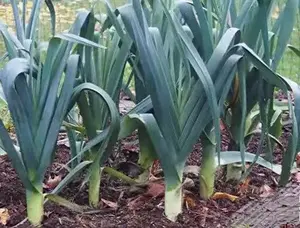 200+Leek Seeds American Flag Leek Seeds(Allium porrum)Fresh Garden Vegetable USA