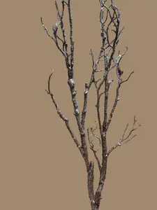 48"L Twig Branch