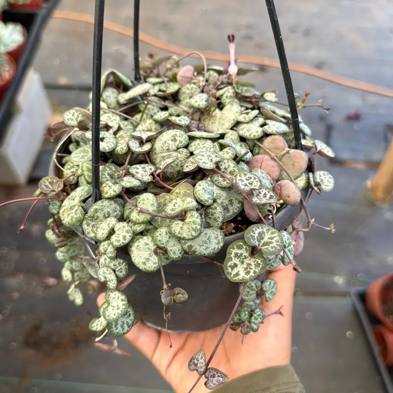 6” string of hearts hanging basket plant 6” string of hearts hanging basket plant