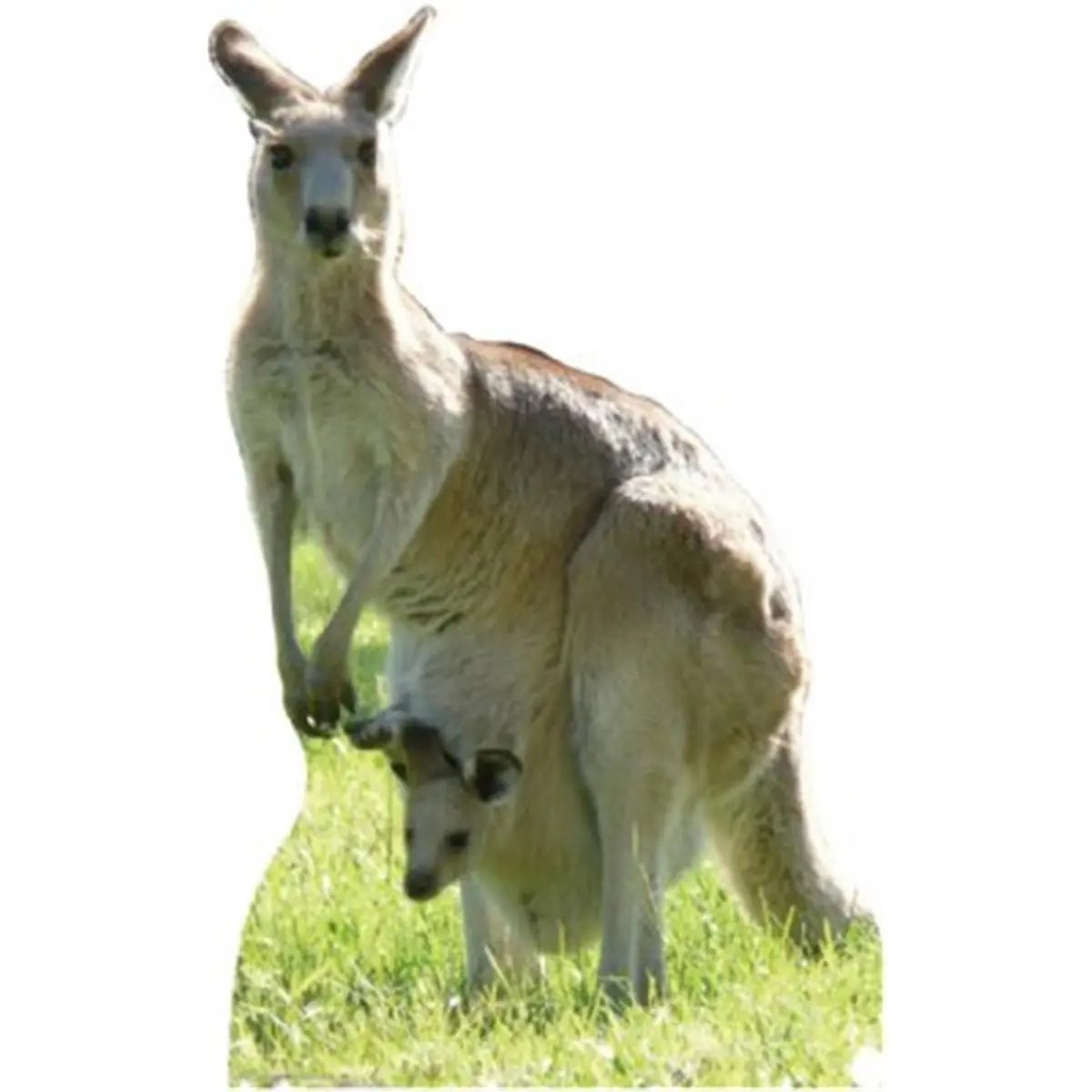 60x38" Lifesize Kangaroo Cardboard Standup - Animals Themed Decorative Cutout with Baby Pouch for Home Decor, Home Supplies