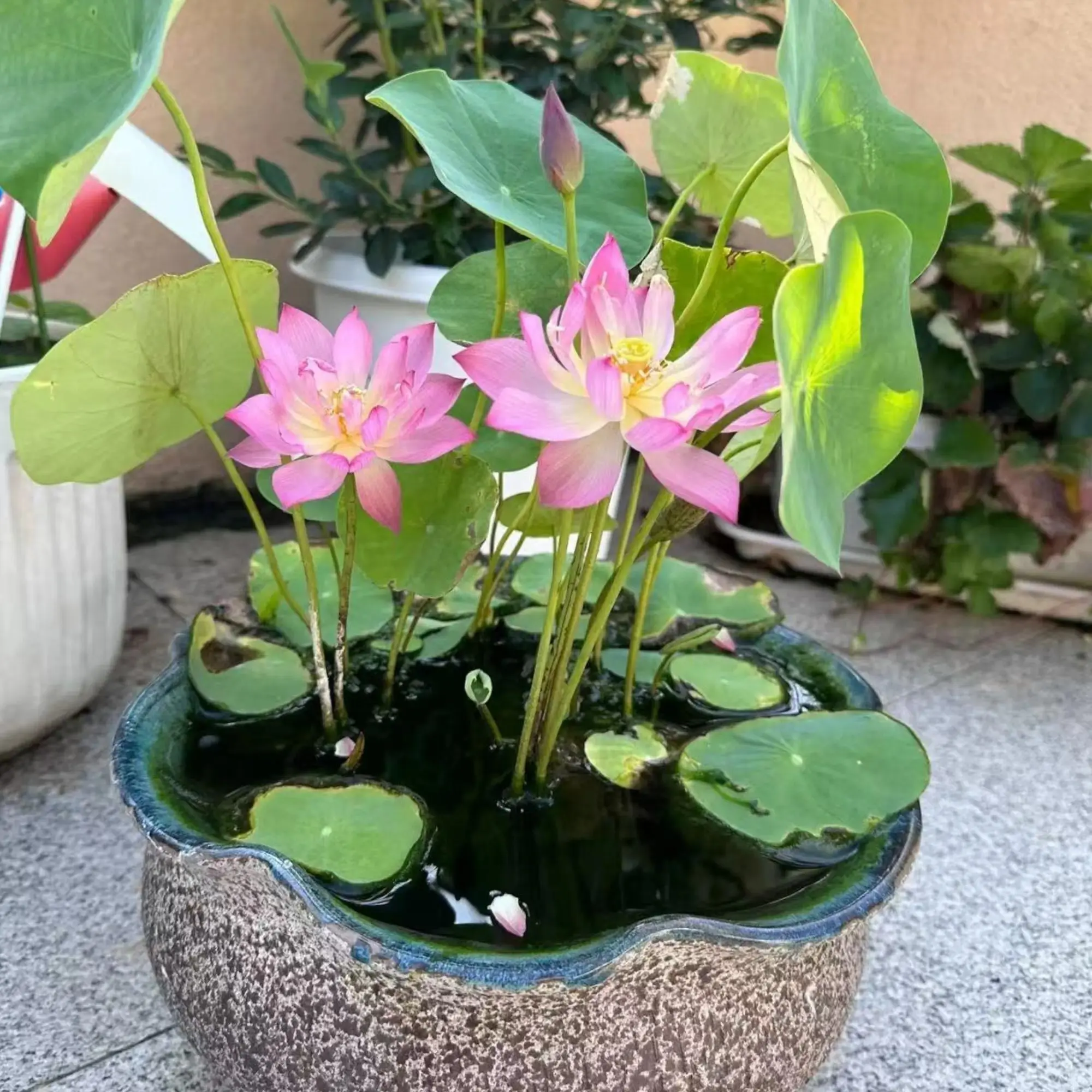 20 Multicolor Bowl Lotus Seeds - Premium Bonsai Set, Non-GMO Heirloom Variety for Indoor/Outdoor Ponds, Supports Clay Soil Growth for Tranquility and Natural Beauty, Water Plants, Both Indoor/Outdoor