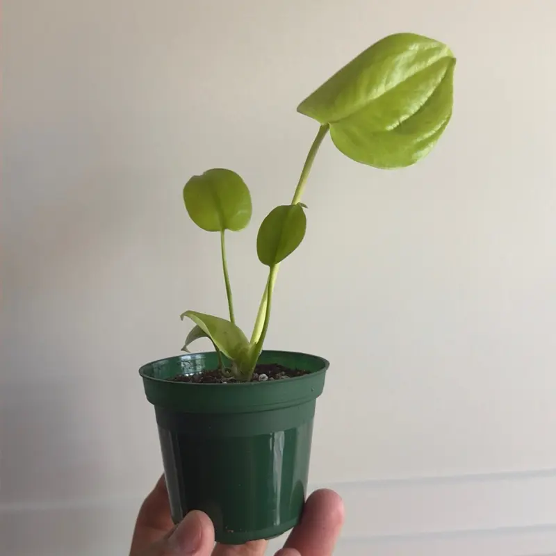 Monstera Lemon Lime 3”