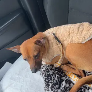 Warm Fleece Pet Vest Jacket with Leash Ring, Sleeveless Anti-Shedding Coat for Small and Medium Dogs and Cats, Fall and Winter