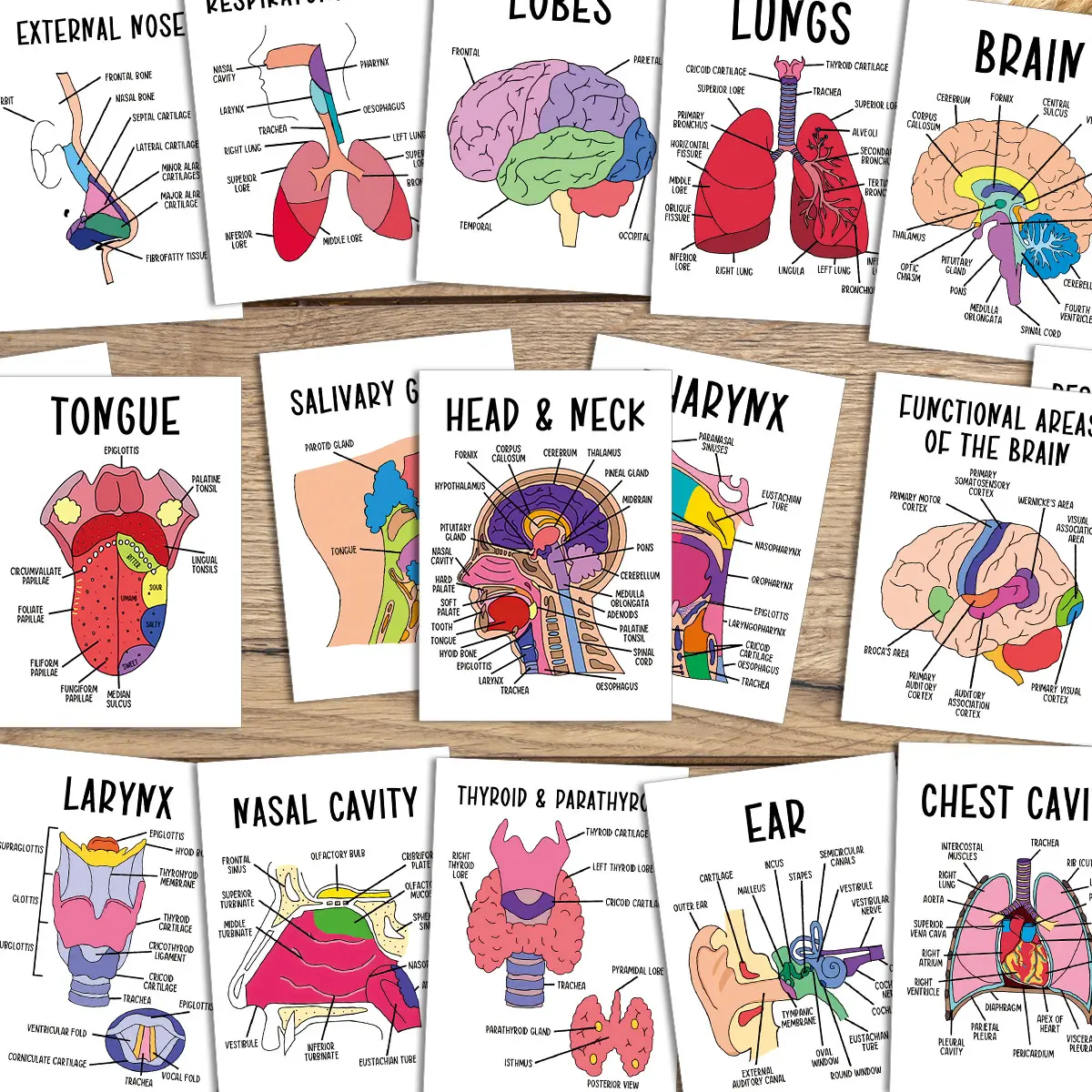 30pcs Anatomy Nursing Flashcards for Human Body Systems - Flashcards for Studying - Medical Diagrams Study Guide for Medical Students, Doctors, Nurses - Medical Education Tool, Detailed Anatomy Charts