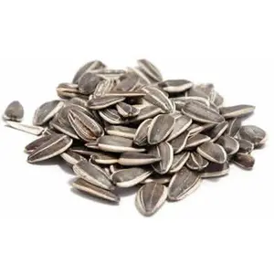 In Shell Roasted Salted Sunflower In Shell Roasted Salted Sunflower