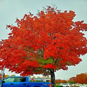 10 *RED SUNSET* Japanese Maple (Acer rubrum) Tree Seeds, Landscaping or Bonsai