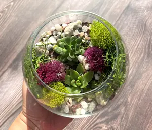 Terrarium Kit, Glass Terrarium, Real Succulents