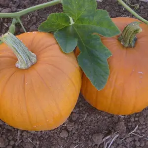 Spookie Pumpkin Organic Seeds (Cucurbita pepo) – Small, smooth orange pumpkins perfect for carving, baking, and festive autumn displays.