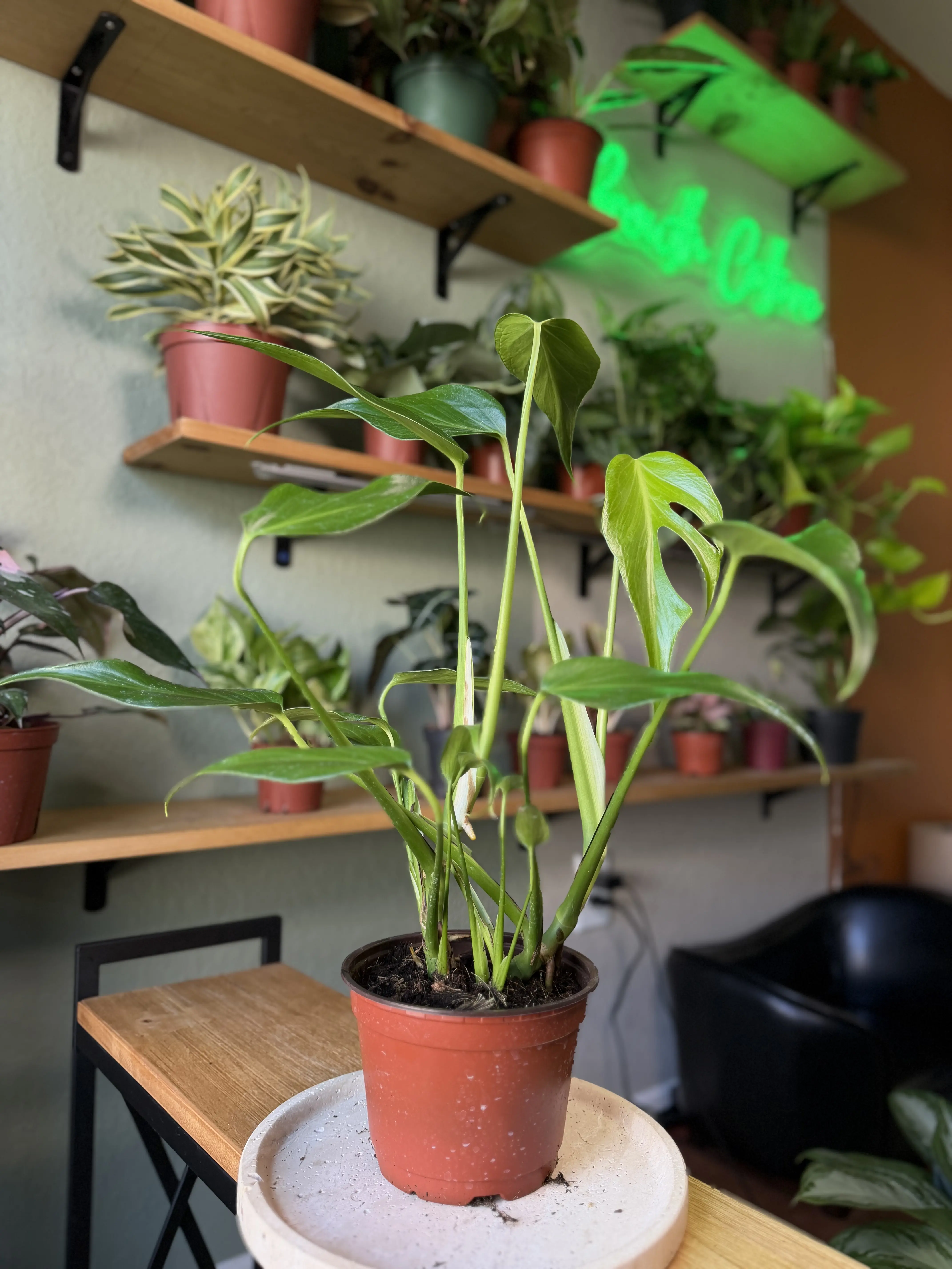 6" Monstera Burle Marx Flame – Rare Collector Aroid - Collector's Dream - Exotic Tropical Rarity