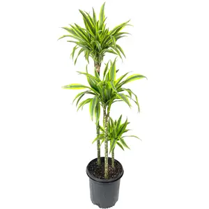 Dracaena Lemon Lime Cane - Dragon Tree - 3 Staggered Canes - Live Plant in an 10 Inch Growers Pot - Dracaena Warneckii "Lemon Lime' - Florist Quality Beautiful Indoor Air Purifying Houseplant