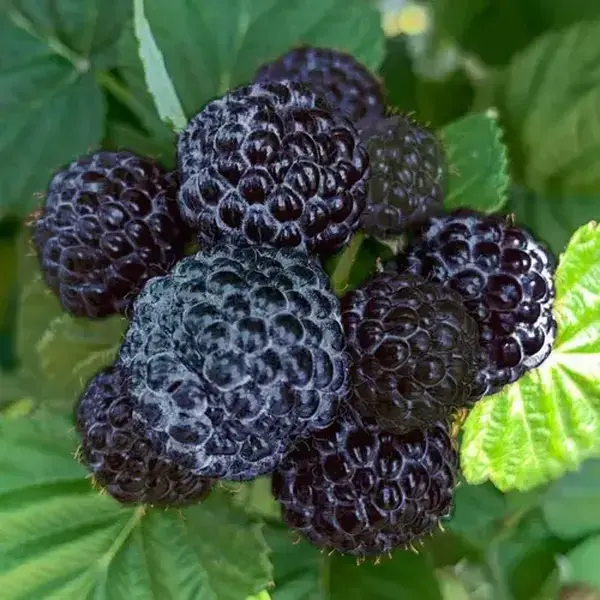 200 Mixed Raspberry Seeds – Non-GMO Heirloom Variety, Perfect for Home Gardening & Easy to Grow