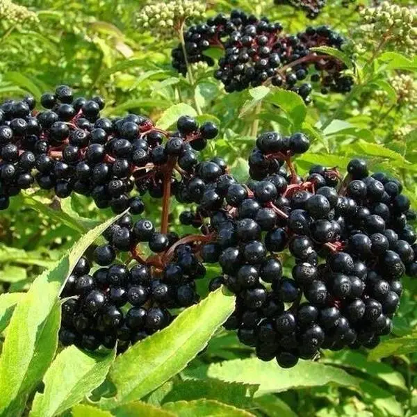 American Elderberry Seeds - 250 Seeds to Plant Sambucus - Non-GMO Organic Seeds - Quality Control Certified for Ethical Production
