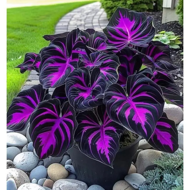 (2 Pack) Rare Black Purple Flower Seeds - 800+ Seeds, Shade-Loving Partial Shade Perennials, Dramatic Foliage, Minimal Care Easy Growth, for Home Planting Decorative Pots Bold Borders