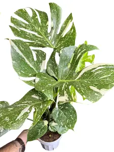6" XL Monstera Thai Constellation, Highly Variegated, Live Houseplant, Indoor Plant