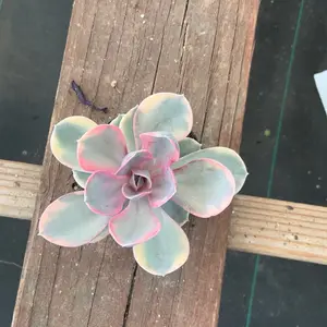 Echeveria rainbow Plant Succulent