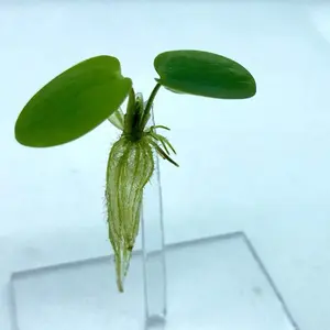 Floating Plant Combo- 5 Rooted Frogbit & 12 (60+ Leaves) Water Spangles