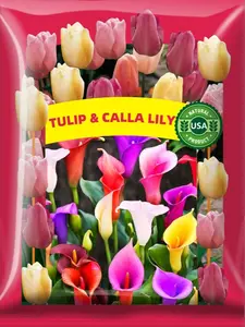 100Pcs Calla Lily Seeds Beautiful Flowers Mix Color Perennial Plant