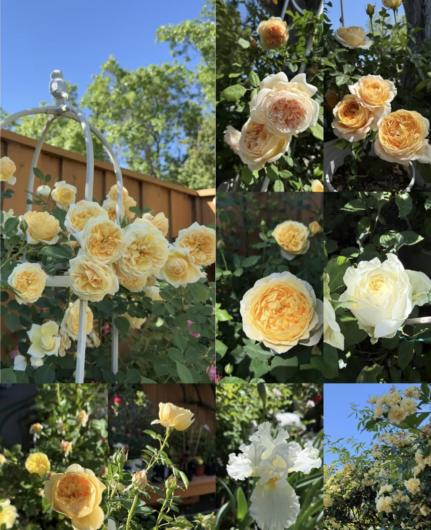 200 Rare Golden Yellow Rose Seeds | Perennial Garden Flower