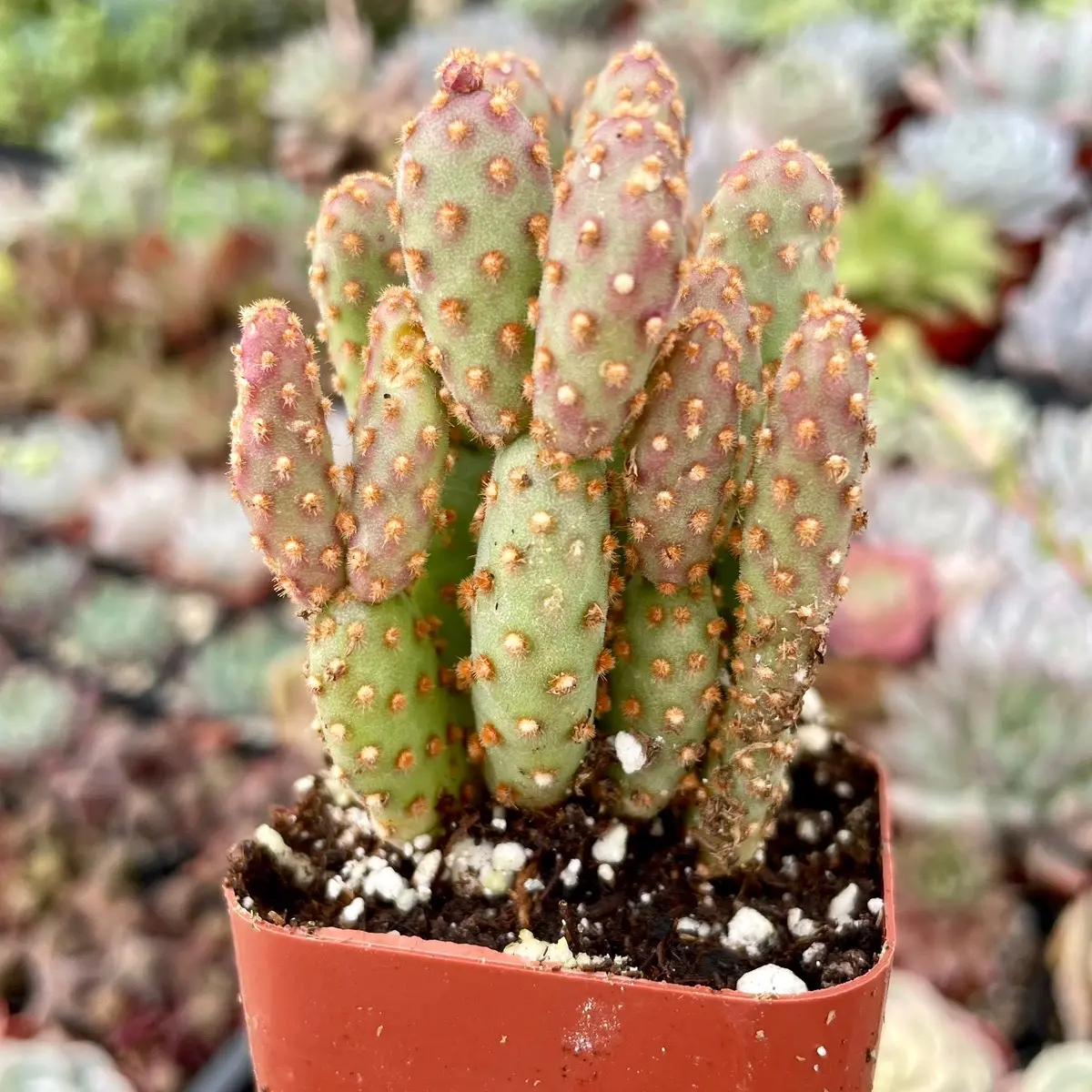 Cinnamon Cactus 2” Opuntia Rufida Monstroe