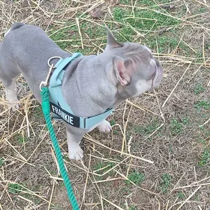 Dog Friendly Co. Harness - Easy to Fit No-Pull Design - Safe Secure and Comfortable - Ideal for All Dogs - Chafe-Resistant Lightweight Straps - Adjustable Straps for Perfect Fit