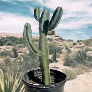 Blue Flame Cactus
