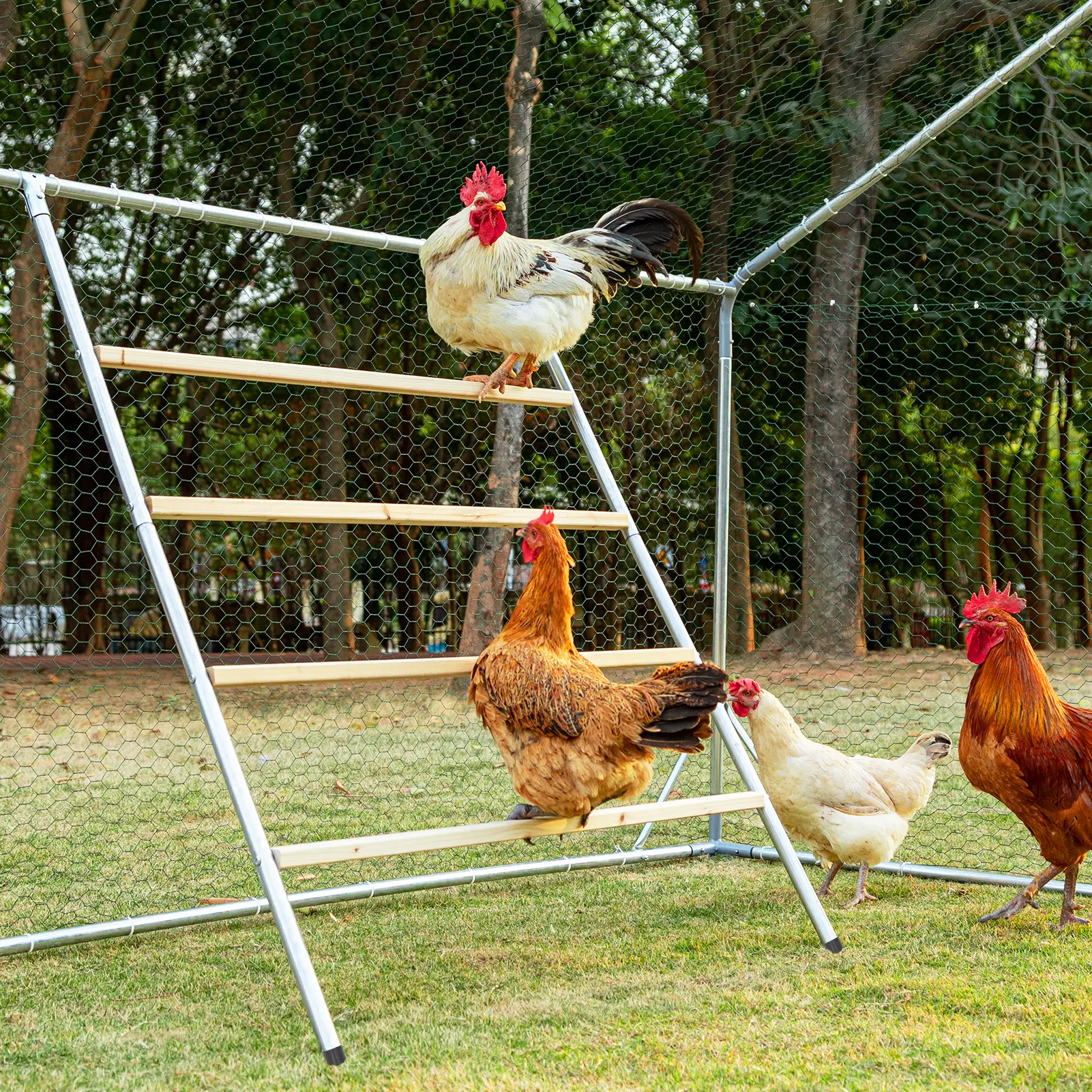 PETSFIT Square Chicken Roosting Perch, Perfect for Backyard Poultry, Chickens Perch for Coop, Easy to Assemble&Clean, Farm Chicken Toys (55" L x 40" W) Outdoor